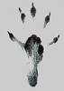 ardilla