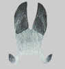 jabali